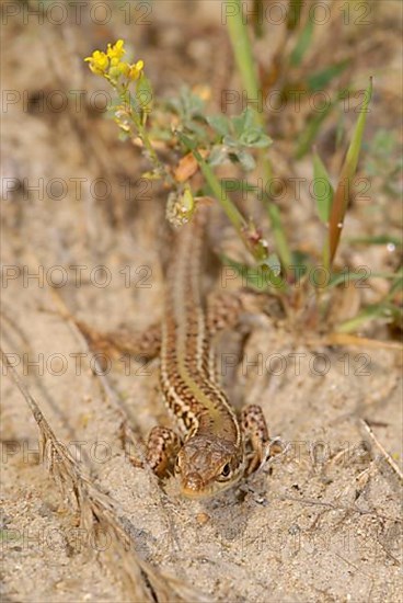 Crimean wall lizard