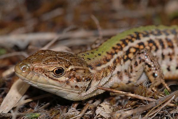 Crimean wall lizard