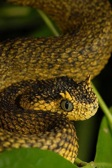 Usambara bush viper