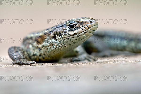 Common Lizard