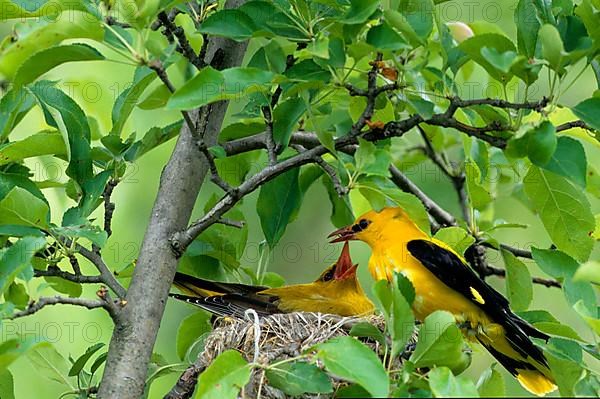 Golden orioles