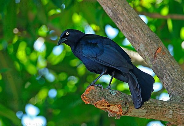 Greater Antillean Grackle