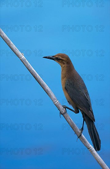 Great-tailed grackle