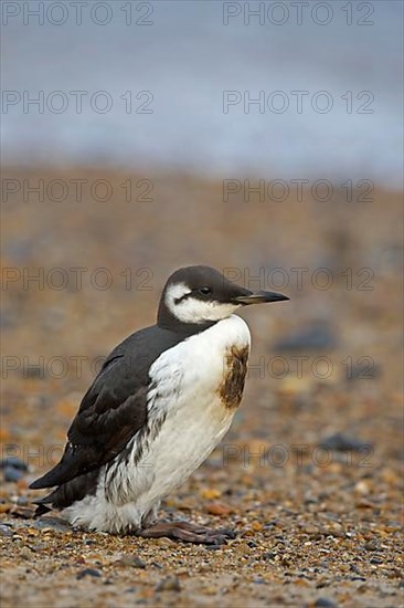 Common guillemot