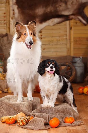 Cavalier King Charles Spaniel