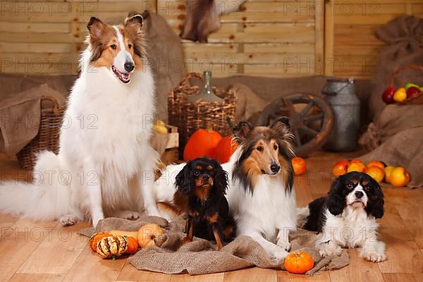 Cavalier King Charles Spaniel