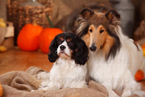 Cavalier King Charles Spaniel