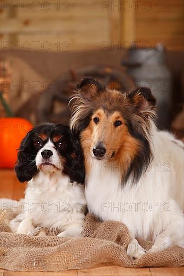 Cavalier King Charles Spaniel