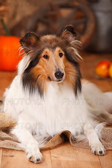 American Collie