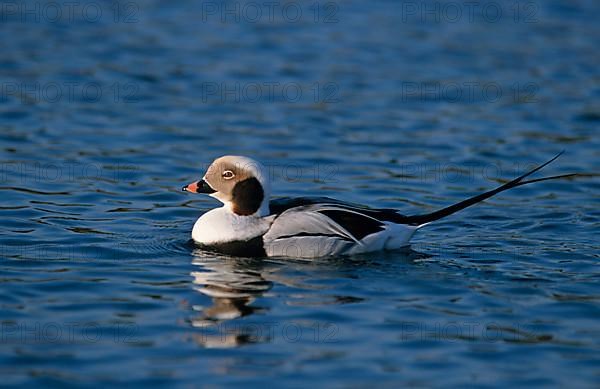 Long-tailed Duck