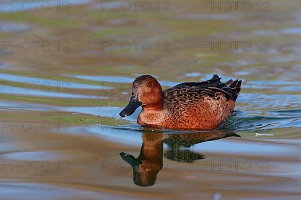 Andean Cinnamon Teal