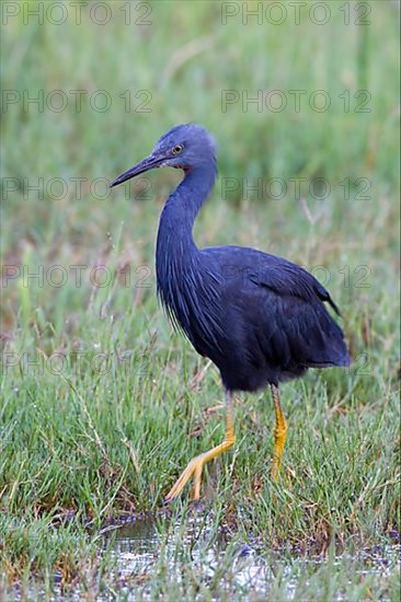 Slaty egret