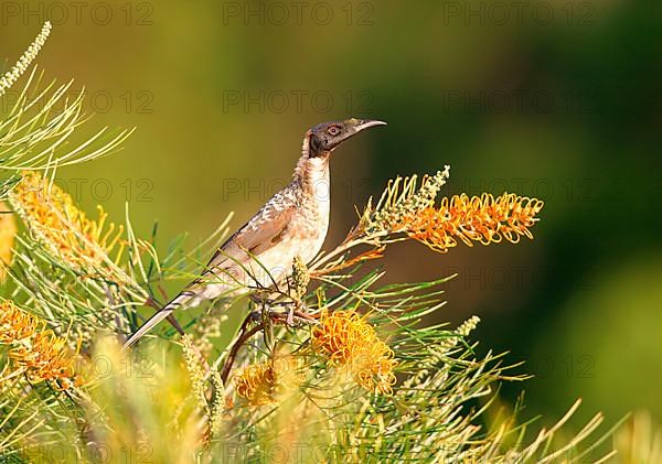 Noisy friarbird