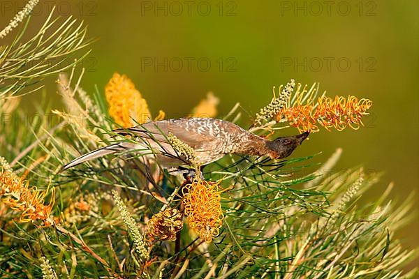 Noisy friarbird