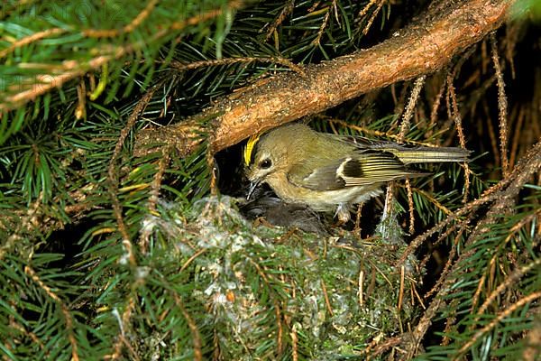 Goldcrest