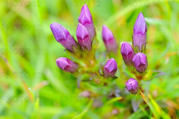 German gentian