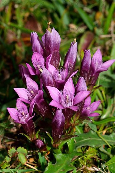 German gentian