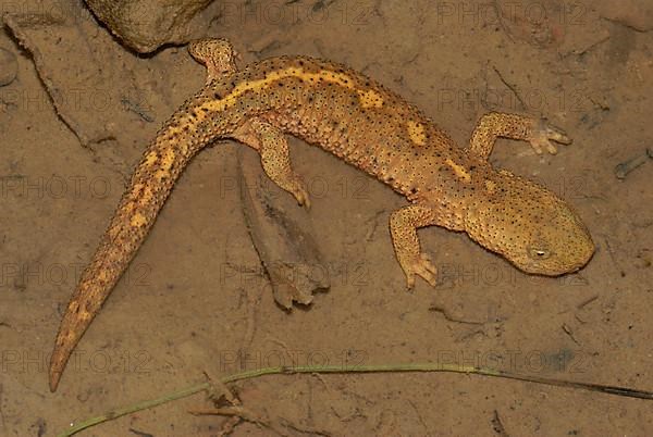 Pyrenean brook salamander