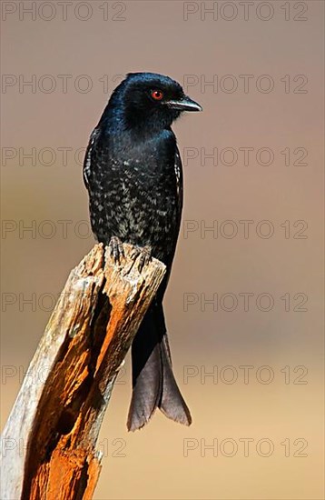 Fork-tailed Drongo