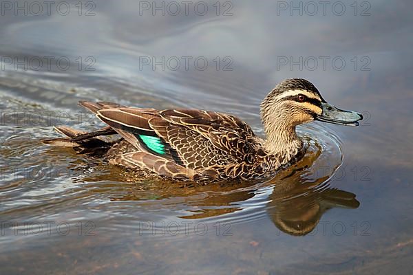 Pacific Black Duck