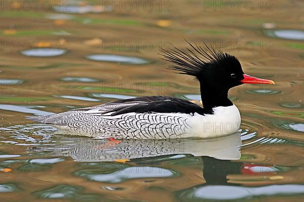 Scaly-sided merganser