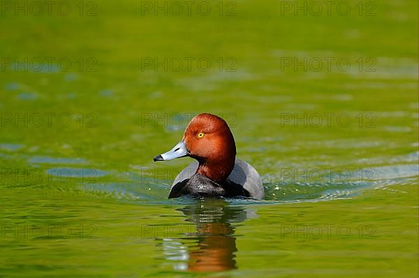 Redhead