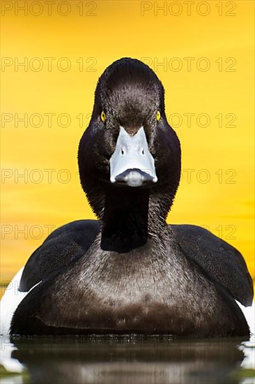 Tufted duck