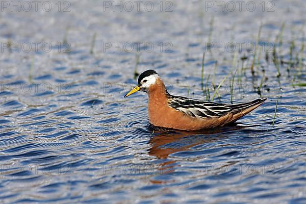 Grey Phalarope