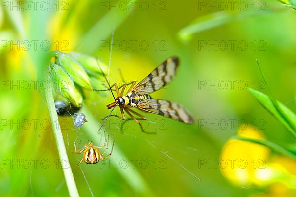 Scorpion fly