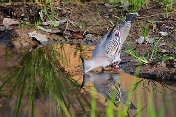 Crested Pigeon