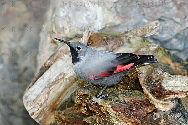 Wallcreeper