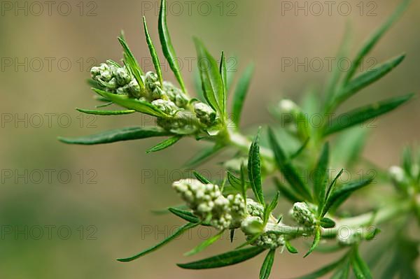 Mugwort