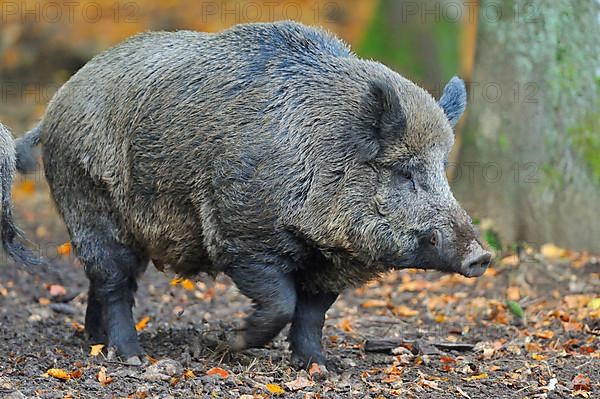 Wild boar