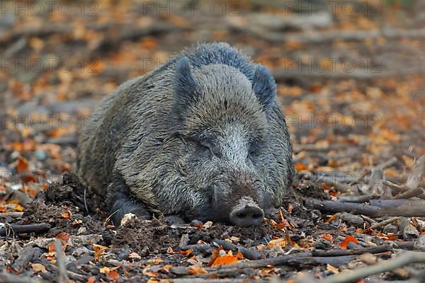 Wild boar