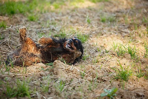 Cavalier King Charles Spaniel