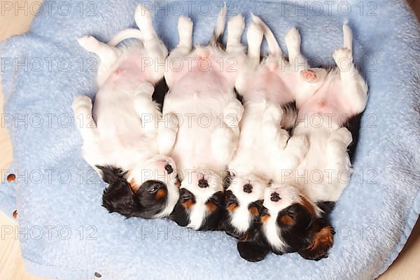 Cavalier King Charles Spaniel