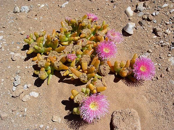 Ice plant