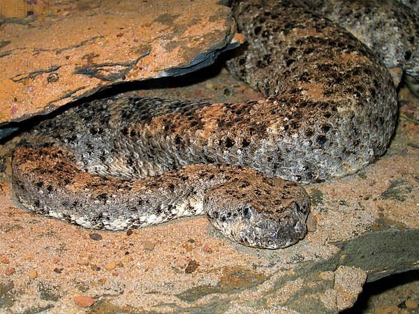 Spotted Rattlesnake