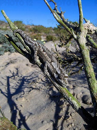 Namaqua dwarf chameleon