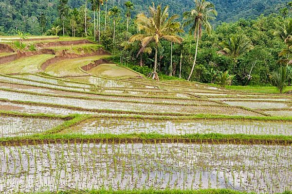 Rice terraces on the slope of Kawah Ijen