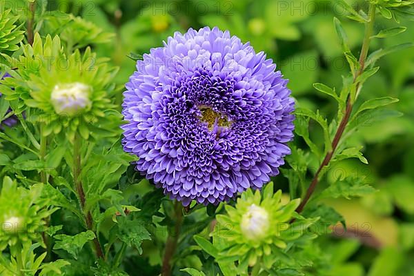 China aster