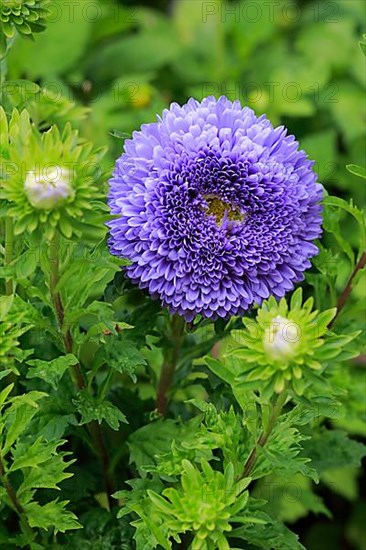 China aster