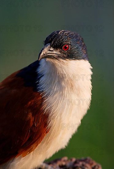 Blue-headed Coucal