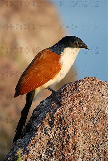 Blue-headed Coucal