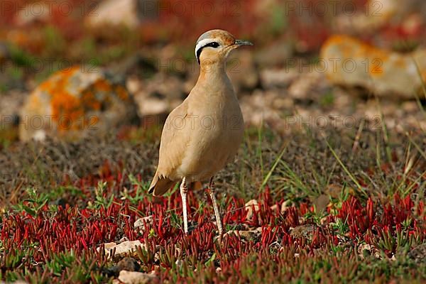 Cream-coloured Courser