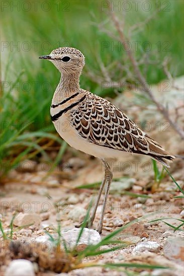 Double-banded courser