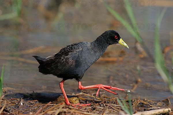 Adult Black Crake