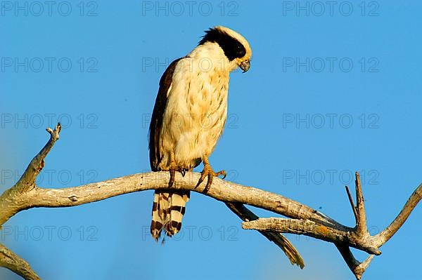 Laughing Falcon