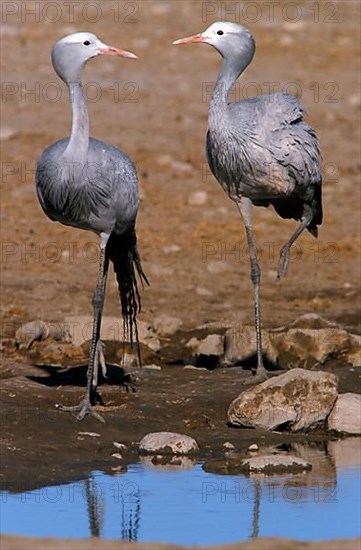 Paradise Crane