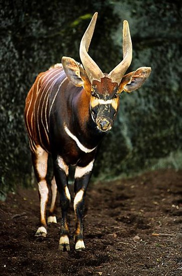 Bongo antelope